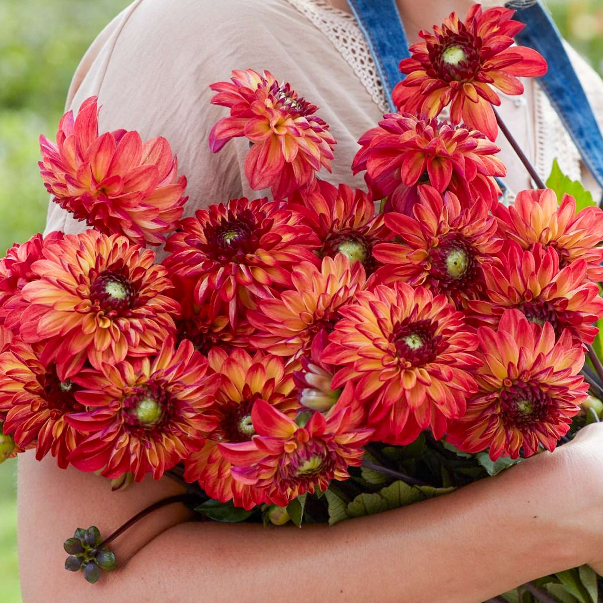 Dahlia 'Autumn Pumpkin'